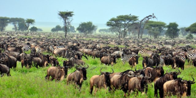 Interacting Serengeti