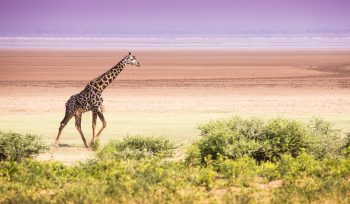 Lake Manyara