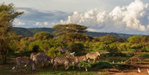 Manyara National