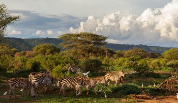 Manyara National