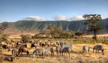 Ngorongoro Conservation