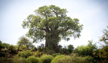 Ngorongoro Conservation