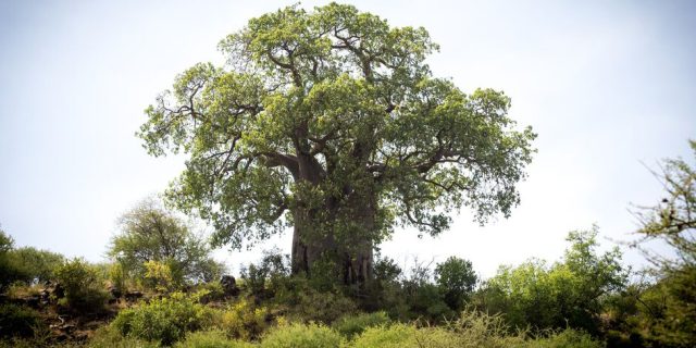 Ngorongoro Conservation