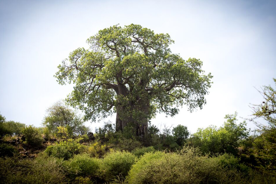 HISTORY OF NGORONGORO CONSERVATION AREA visual data 7