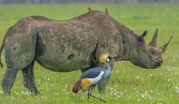 Ngorongoro Crater