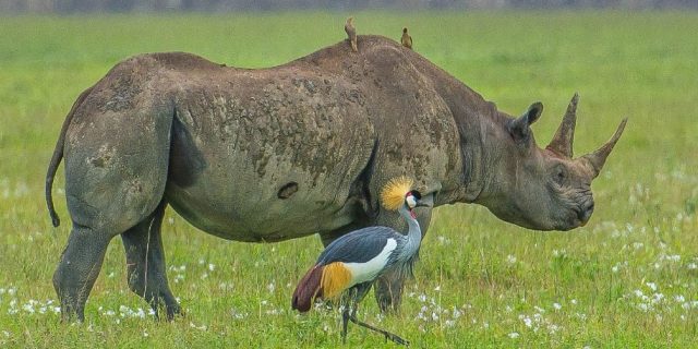 Ngorongoro Crater