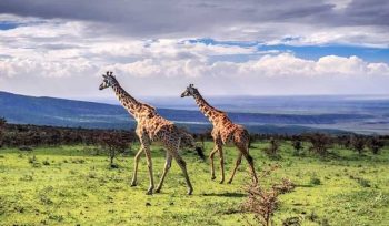 Ngorongoro Crater