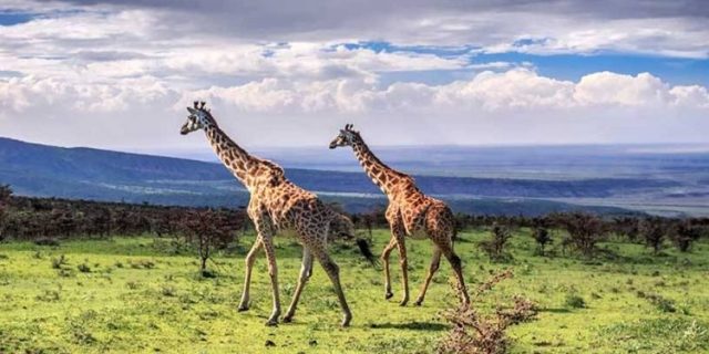 Ngorongoro Crater