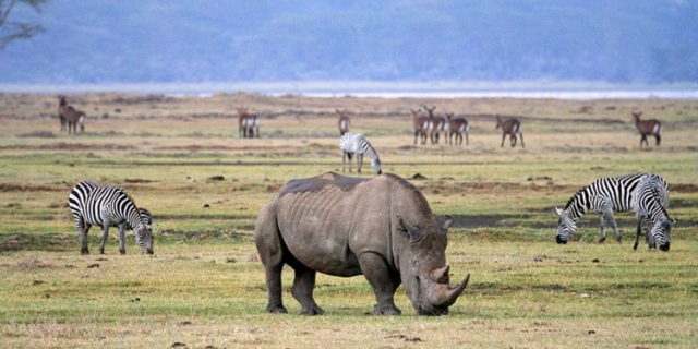 Ngorongoro Crater