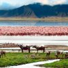 Ngorongoro Crater