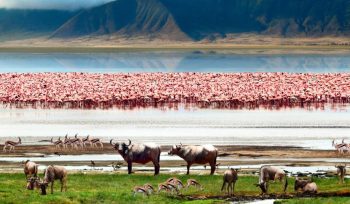 Ngorongoro Crater