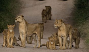 Ruaha National