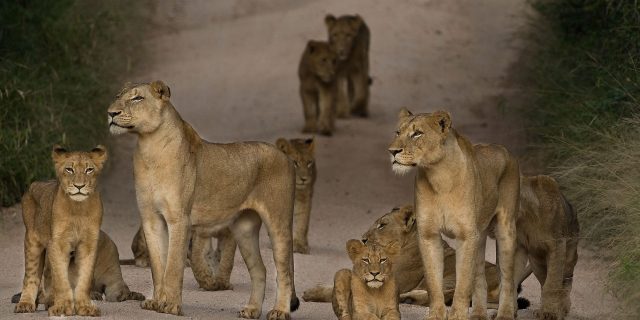 Ruaha National