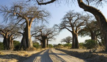 Ruaha National