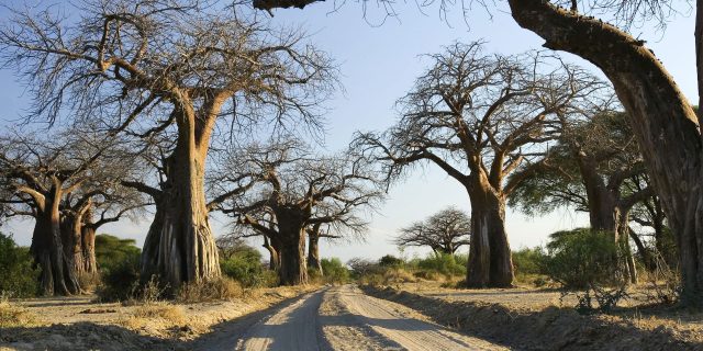 Ruaha National