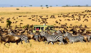 safari Tanzania