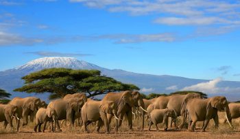 safari Tanzania