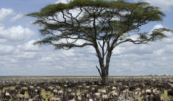 Serengeti National