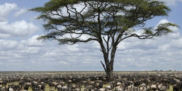 Serengeti National