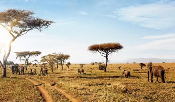 Serengeti National