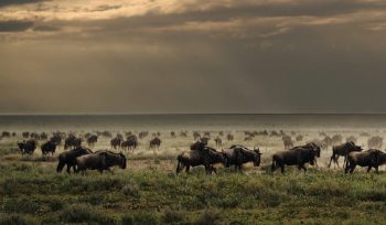 Serengeti National