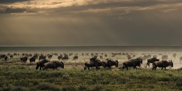 Serengeti National