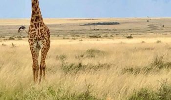 Serengeti National