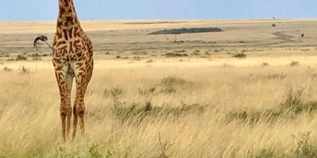 Serengeti National