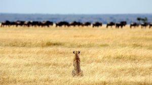 Serengeti National