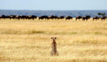 Serengeti National