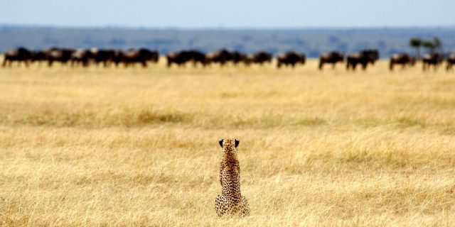 Serengeti National