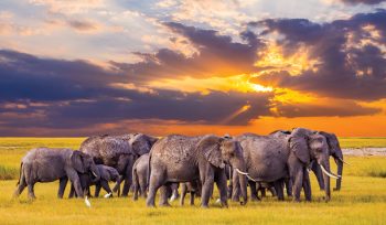 Serengeti National