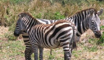 Serengeti National