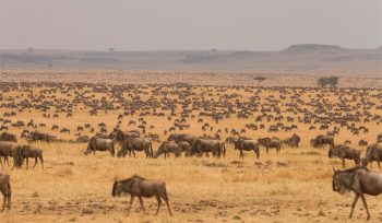 Serengeti National