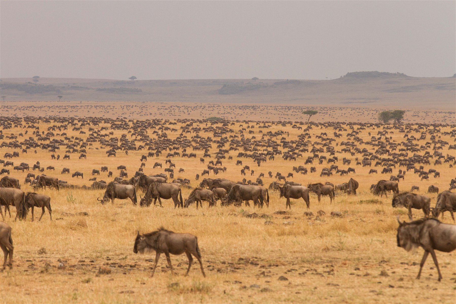 Serengeti National