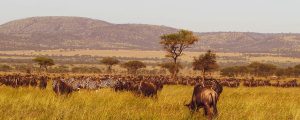 Serengeti National