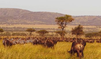 Serengeti National