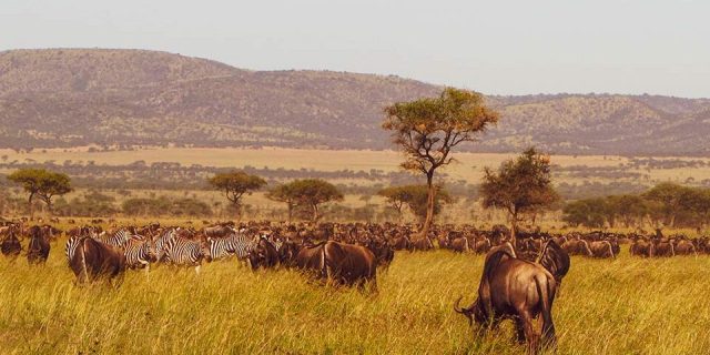 Serengeti National