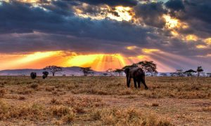 Serengeti National