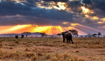 Serengeti National