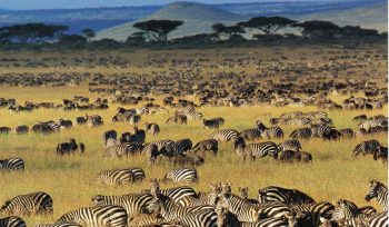 Serengeti National