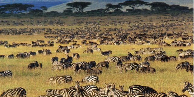 Serengeti National