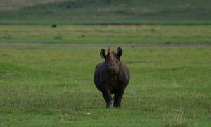 Serengeti Ngorongoro