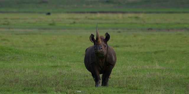 Serengeti Ngorongoro