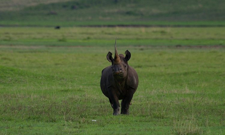 Serengeti Ngorongoro