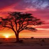 Sunset Africa