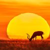 Sunset Africa