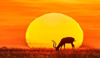 Sunset Africa