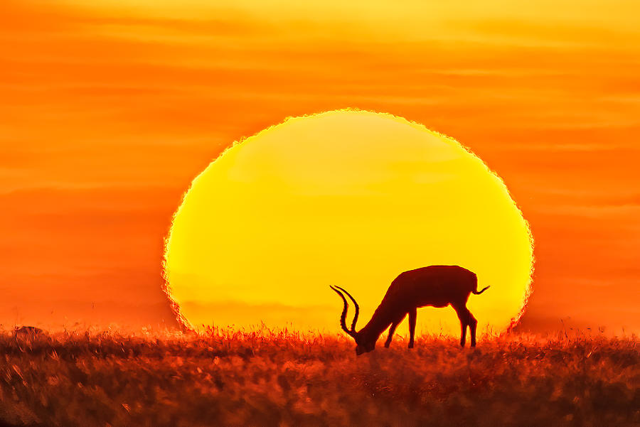 Sunset Africa