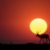 Sunset Africa